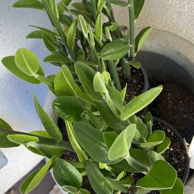 Photo of the plant species Assorted Pedilanthus by @FitPecan83 named Daphne on Greg, the plant care app