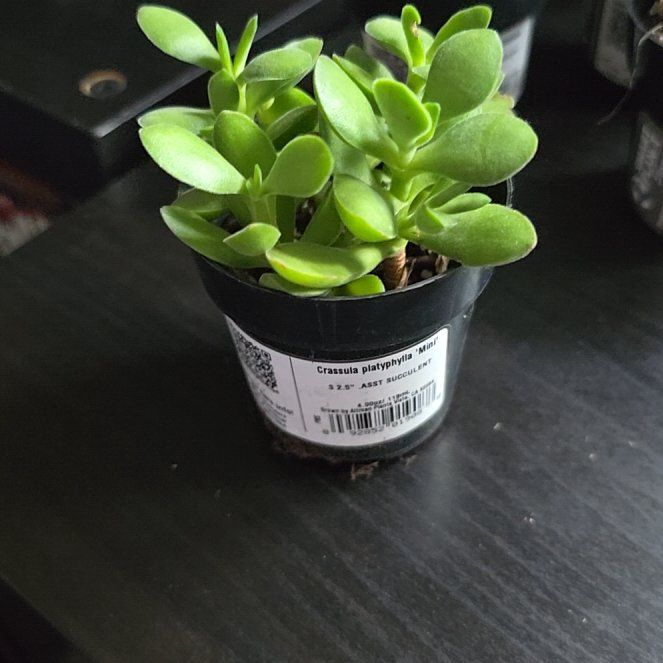 Photo of the plant species Crassula platyphylla 'Mini' by @GodlyTigerfern named Remington on Greg, the plant care app