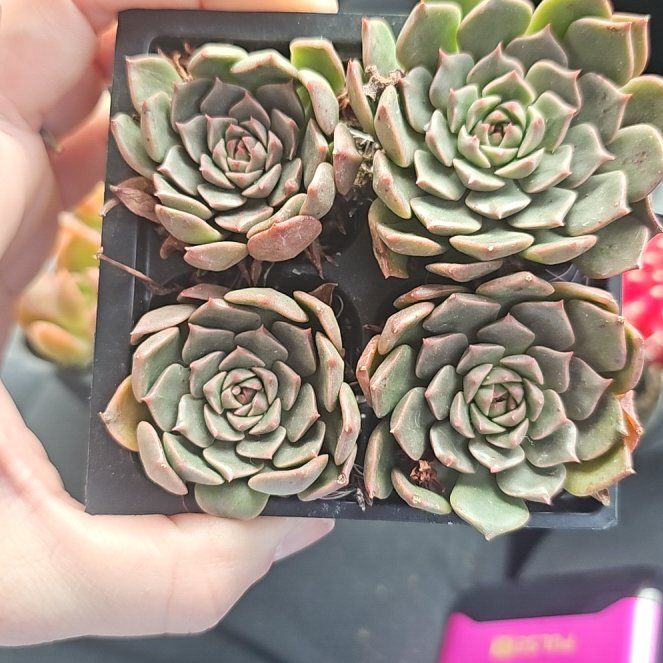 Photo of the plant species Graptoveria 'Olivia' by @CozyTawapou68 named Rainier on Greg, the plant care app