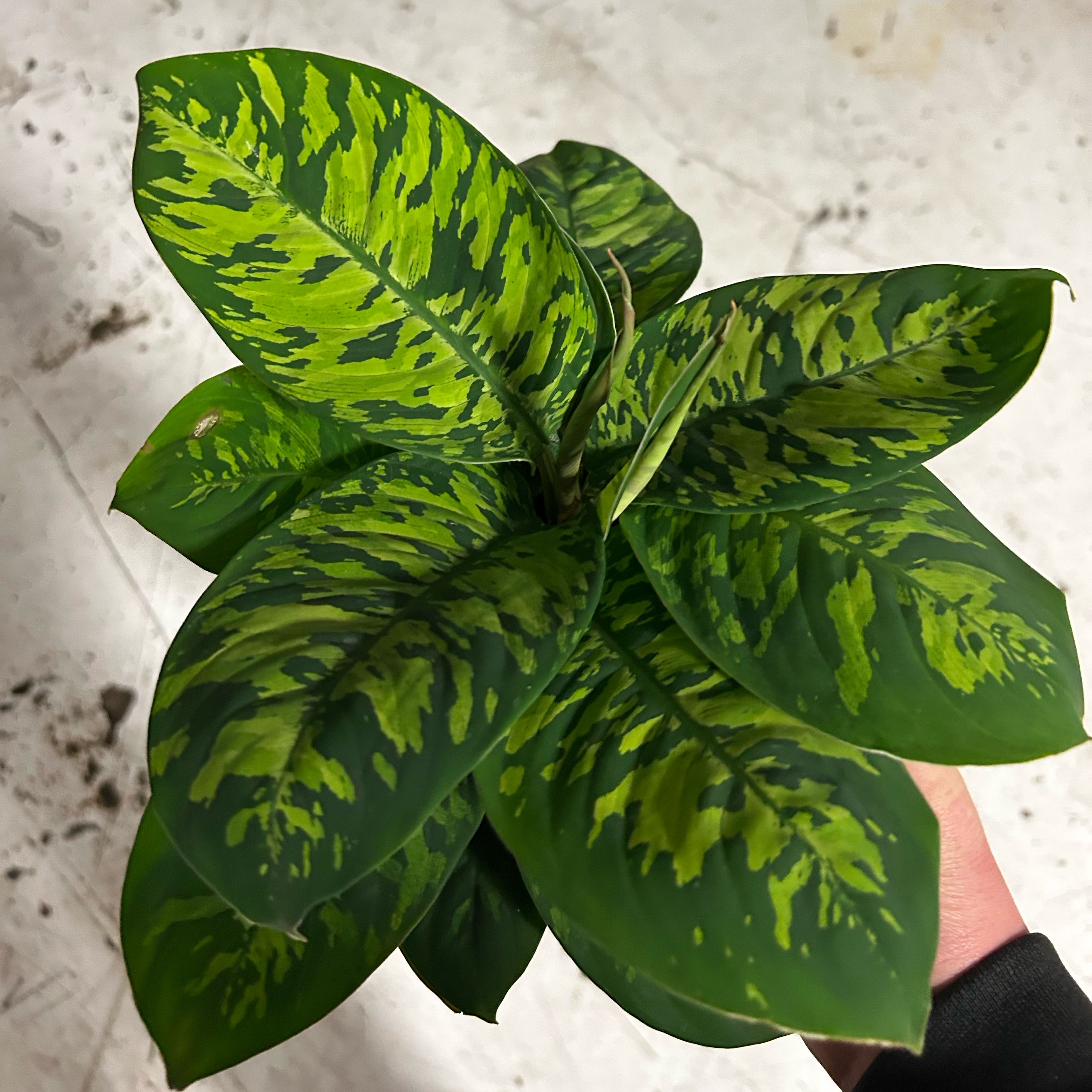 Photo of the plant species King of Hearts by @robert23 named Kendra on Greg, the plant care app