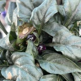 Photo of the plant species Capsicum 'Wicked' by @HeirDropwort43 named Clooney on Greg, the plant care app
