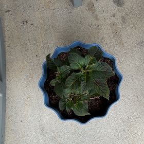 Photo of the plant species Potato by @DauntlessPlanty named Queen on Greg, the plant care app
