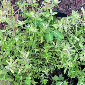 Photo of the plant species Large Thyme by @DauntlessPlanty named Dolores on Greg, the plant care app