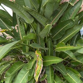 Photo of the plant species Parrot's Plantain by @DauntlessPlanty named Fernie Mac on Greg, the plant care app