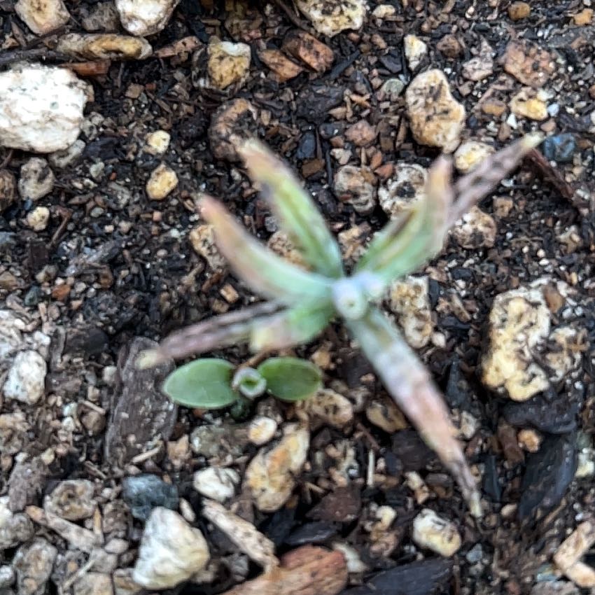 Photo of the plant species Jersey Cudweed by @GlossyBlueech64 named Tupot amaroot on Greg, the plant care app