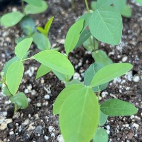 Photo of the plant species Butterfly Pea by @GlossyBlueech64 named Elina on Greg, the plant care app