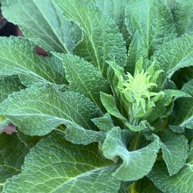 Photo of the plant species Common Foxglove by @GlossyBlueech64 named Planty on Greg, the plant care app