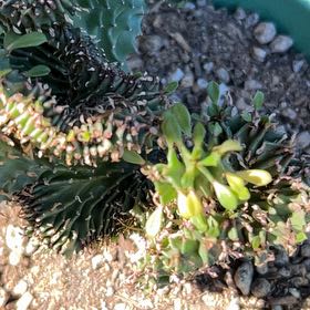 Photo of the plant species Medusa's Head by @GlossyBlueech64 named Fernie Mac on Greg, the plant care app