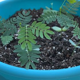 Photo of the plant species Caesalpinia Pulcherrima by @GlossyBlueech64 named Sir Plancelot on Greg, the plant care app