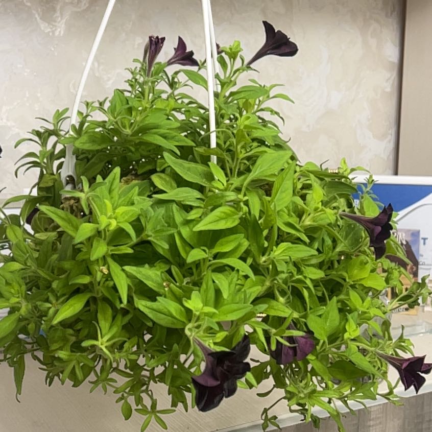 Photo of the plant species Phantom Black Petunia by @ChampTeatree47 named Lola on Greg, the plant care app