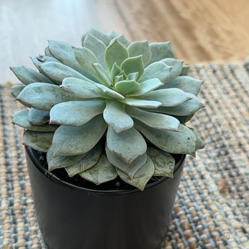 Photo of the plant species Peacock Echeveria by @WillTomato7 named James Dean on Greg, the plant care app