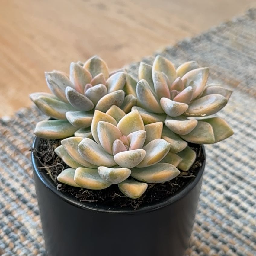 Photo of the plant species Graptopetalum paraguayense 'Jester' by @WillTomato7 named Bella on Greg, the plant care app