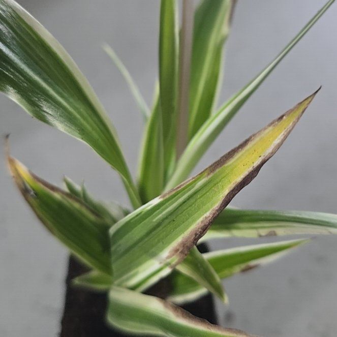 Photo of the plant species Switchcane by @KeenFernmoss59 named Osmo on Greg, the plant care app