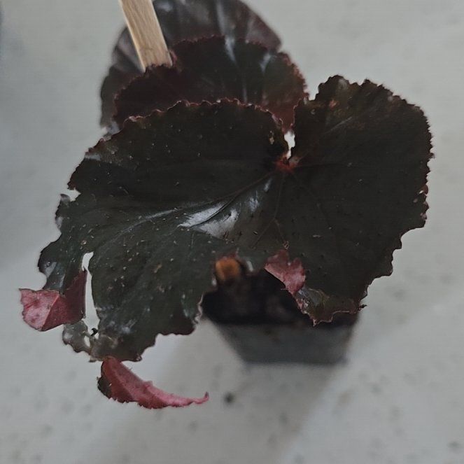 Photo of the plant species Beetleweed by @KeenFernmoss59 named Achilles on Greg, the plant care app
