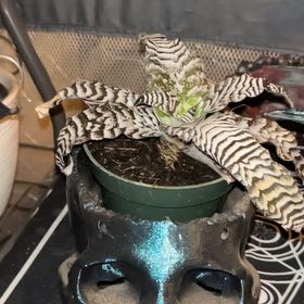 Photo of the plant species Bromeliad by @YouthfulAster42 named Miley on Greg, the plant care app
