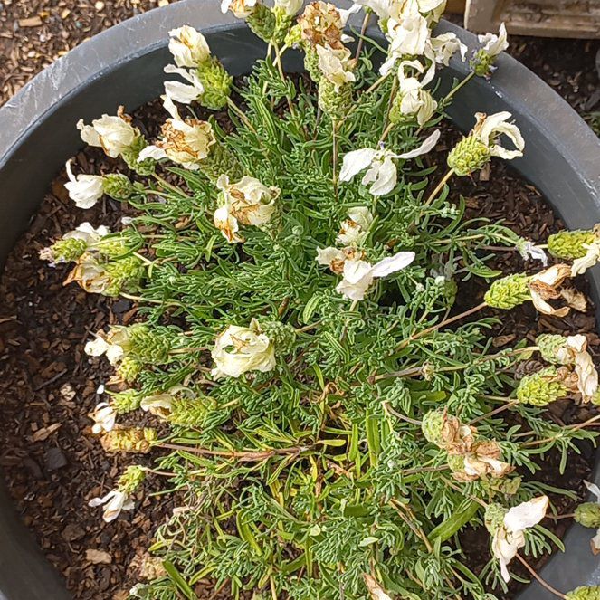 Photo of the plant species Sea Campion by @NiceApple61 named Tolkien on Greg, the plant care app