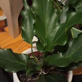 Photo of the plant species Plowman's Anthurium by @PureMira19 named Priscilla on Greg, the plant care app