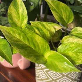 Photo of the plant species Neon Marble Pothos by @PureMira19 named Nova on Greg, the plant care app