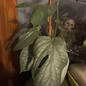 Photo of the plant species Amydrium medium by @PureMira19 named Arya on Greg, the plant care app