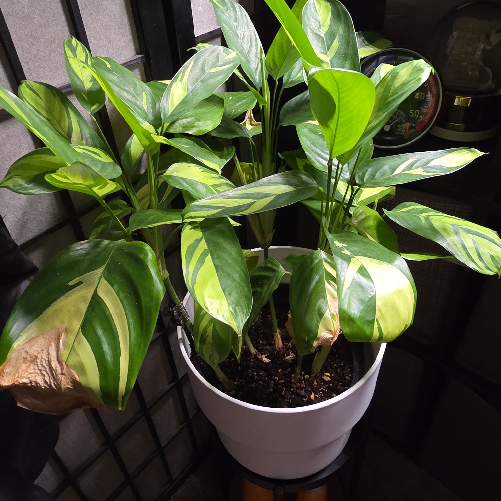 Photo of the plant species Ctenanthe pilosa by @rcuriel84 named Lola on Greg, the plant care app
