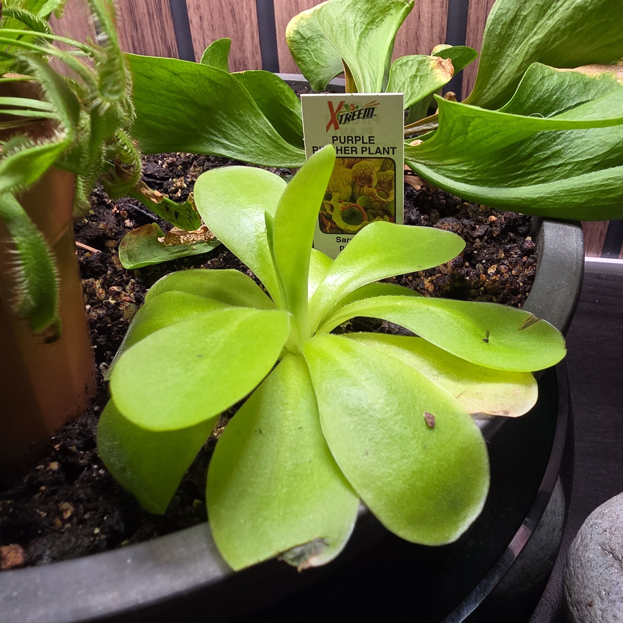 Photo of the plant species Tina Butterwort by @rcuriel84 named Tina on Greg, the plant care app