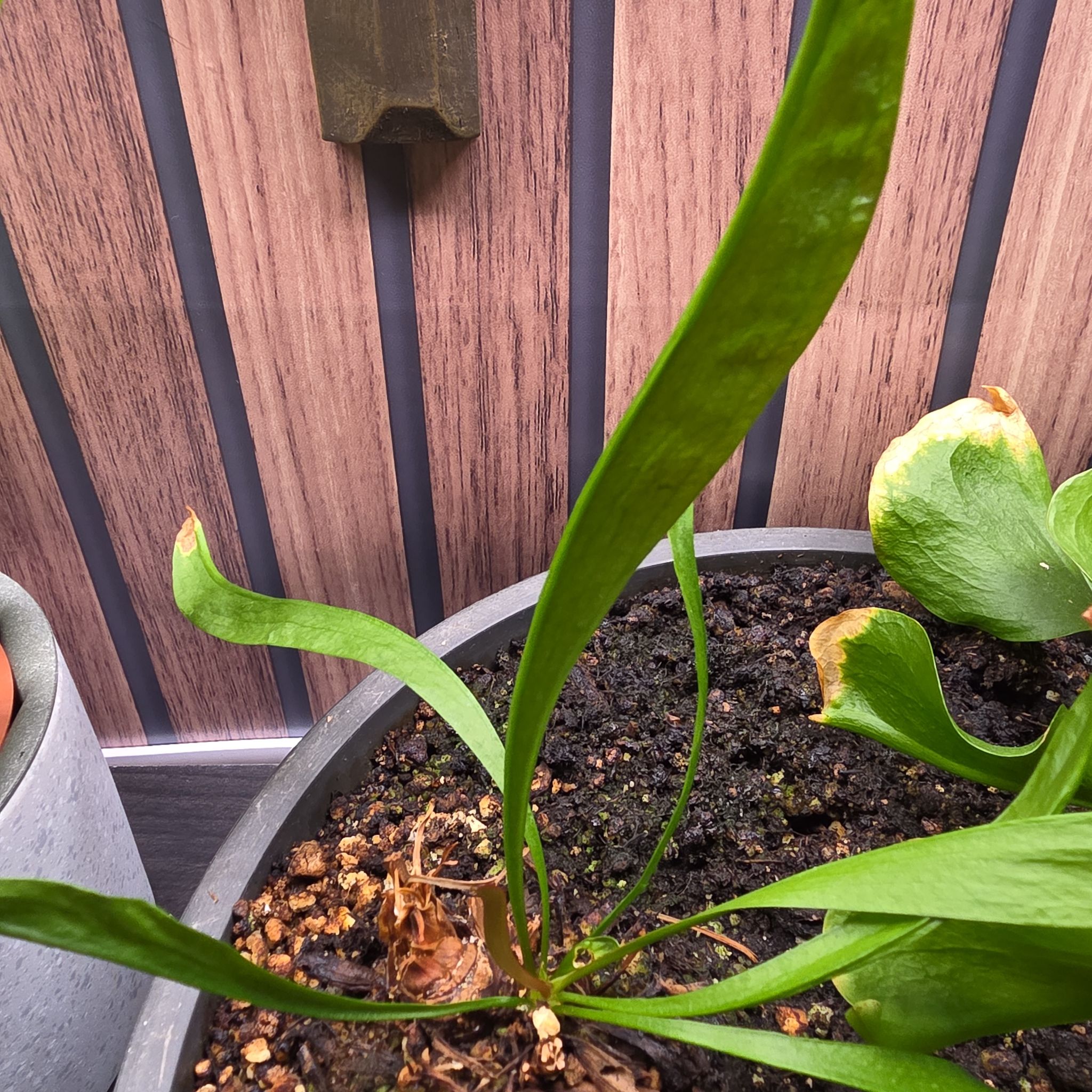 Photo of the plant species Hooded Pitcherplant by @rcuriel84 named Sonora on Greg, the plant care app