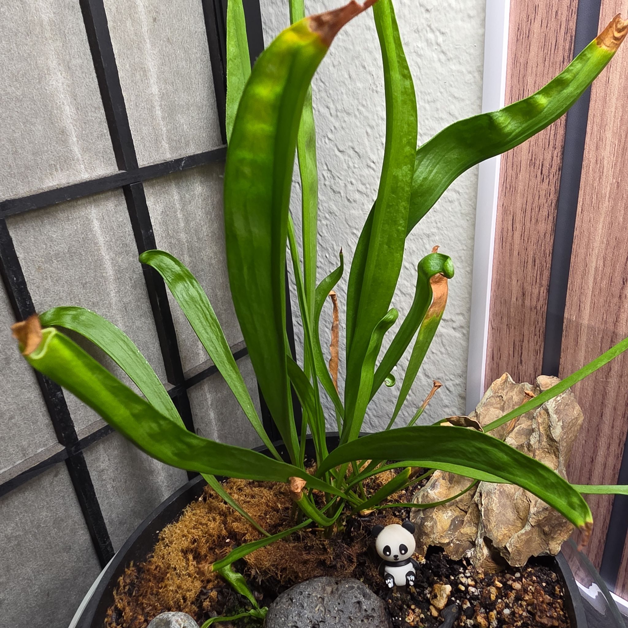 Photo of the plant species Hooded Pitcherplant by @rcuriel84 named Dolores on Greg, the plant care app