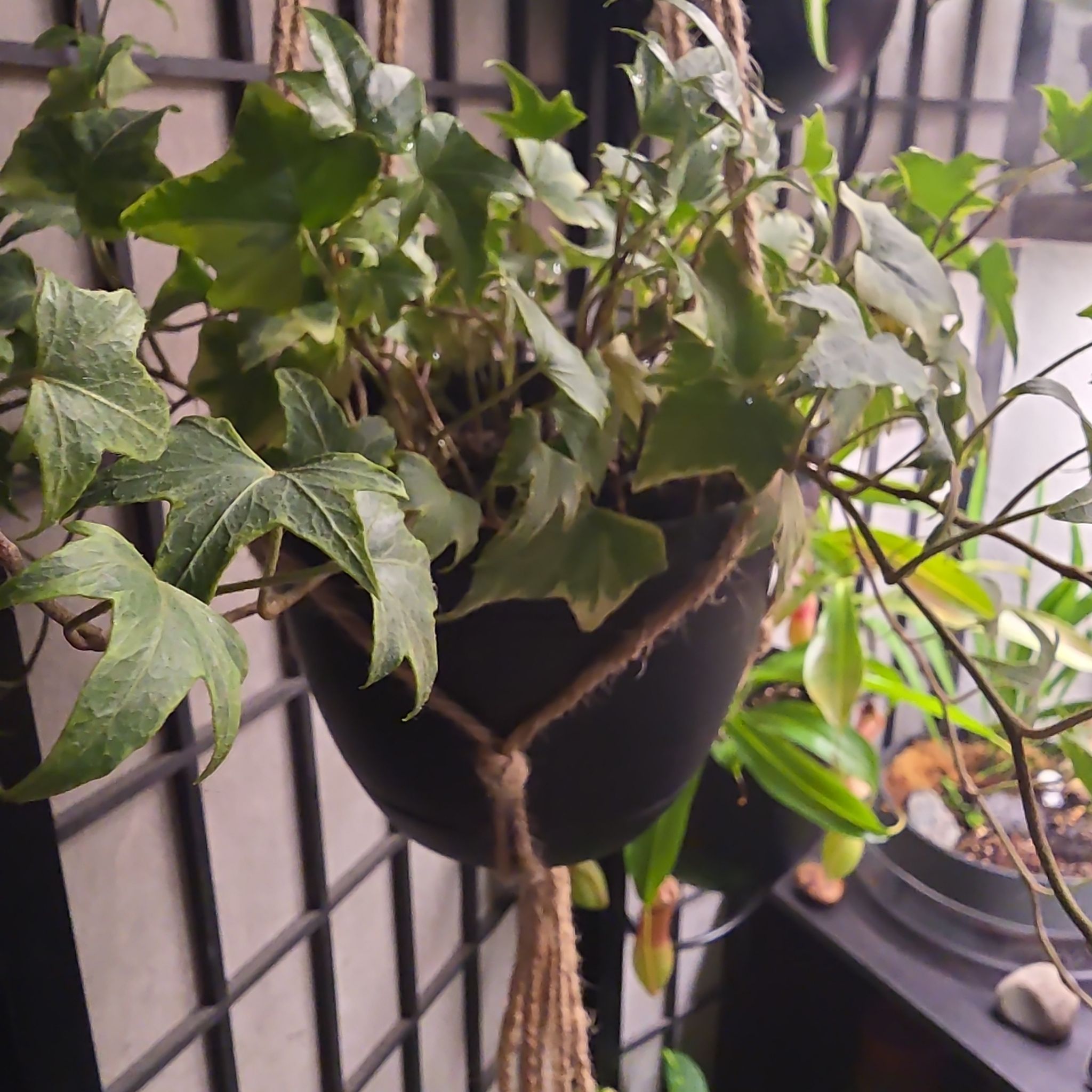 Photo of the plant species English Ivy variegated by @rcuriel84 named Ivy on Greg, the plant care app