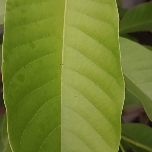 Photo of the plant species Candle Bush by @NobleLemon71 named Orwell on Greg, the plant care app