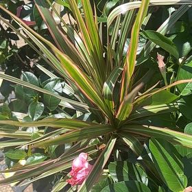 Photo of the plant species Oleander by @CuteLovage30 named Homer on Greg, the plant care app