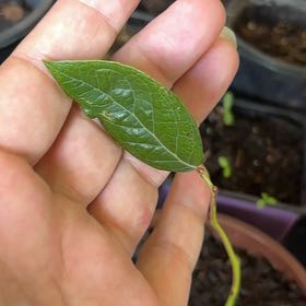 Photo of the plant species Passion Fruit by @CuteLovage30 named Harry on Greg, the plant care app