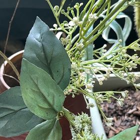 Photo of the plant species Night-Blooming Jessamine by @CuteLovage30 named Cleopatra on Greg, the plant care app
