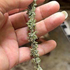 Photo of the plant species Steeplebush by @CuteLovage30 named Terra on Greg, the plant care app