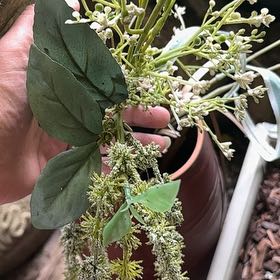 Photo of the plant species Princess Vine by @CuteLovage30 named Kylie on Greg, the plant care app