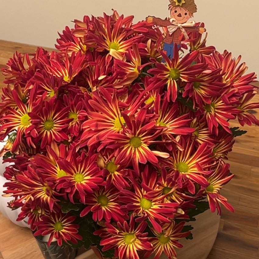 Photo of the plant species Pelee Mum by @SelectCowslip54 named Marilyn on Greg, the plant care app