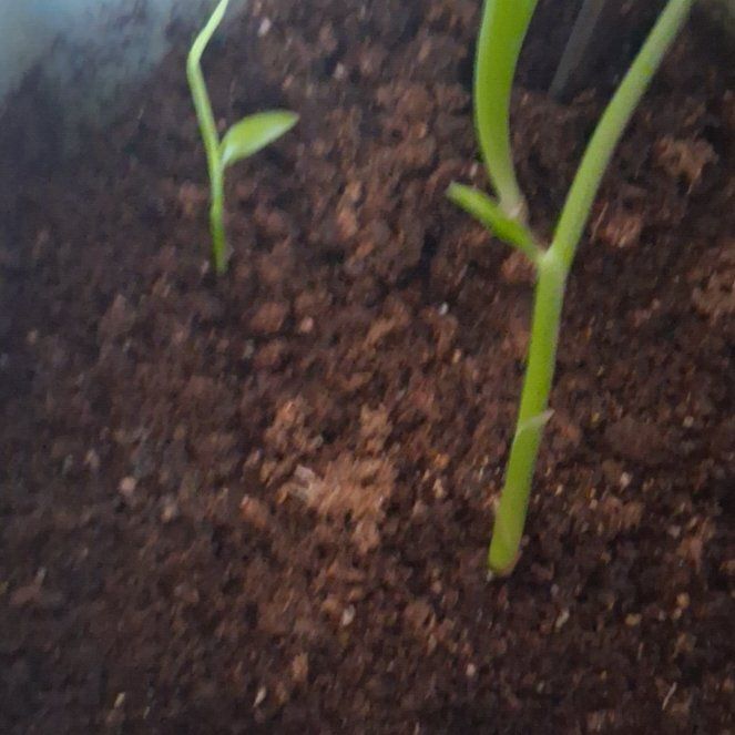 Photo of the plant species Thai Ginger by @RadHoya83 named Home grown ginger on Greg, the plant care app
