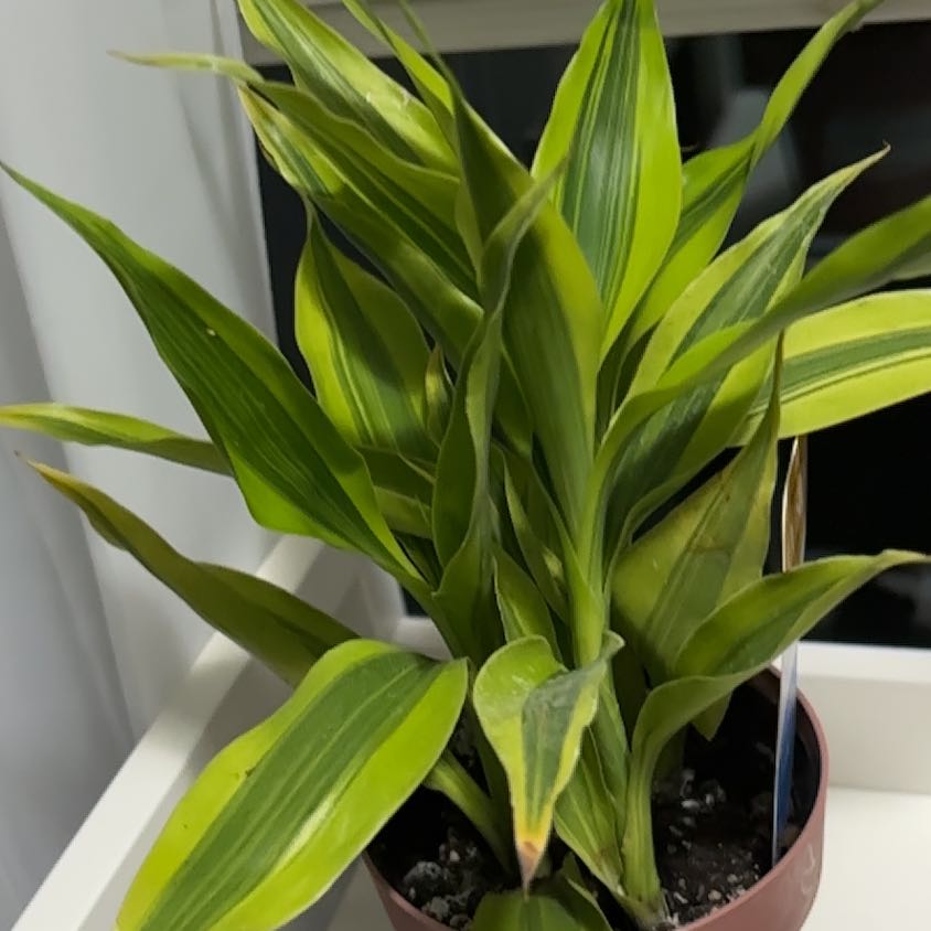 Photo of the plant species Dracaena Sanderiana 'White Ribbon' by @NewMarimo73 named Gregarious on Greg, the plant care app