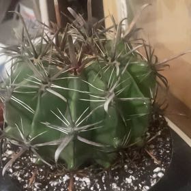 Photo of the plant species Fishhook Cactus by @BoldClusia67 named Forrest on Greg, the plant care app