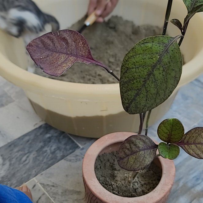 Photo of the plant species Brazilian Joyweed by @ZarfRedwood89 named Morgan Treeman on Greg, the plant care app