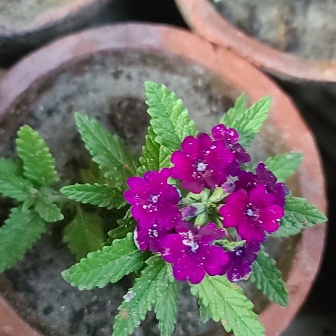 Photo of the plant species Slender Vervain by @ZarfRedwood89 named LiloStitch on Greg, the plant care app