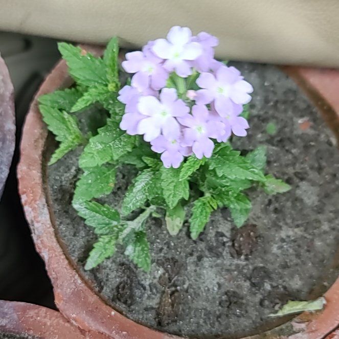 Photo of the plant species Slender Vervain by @ZarfRedwood89 named Dax on Greg, the plant care app