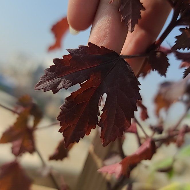 Photo of the plant species Hibiscus acetosella by @ZarfRedwood89 named McKinley on Greg, the plant care app