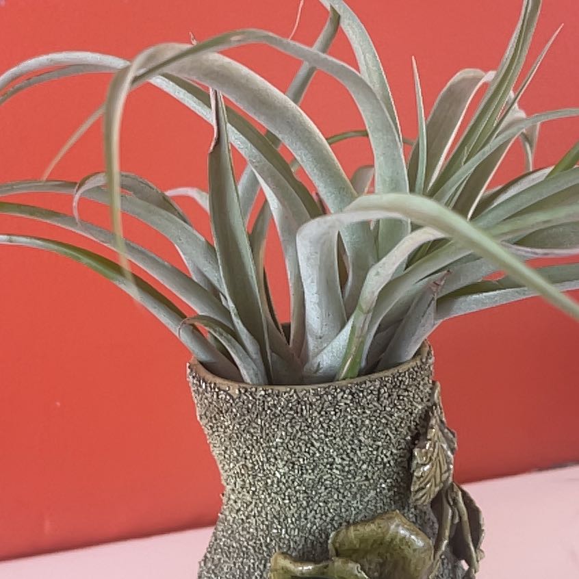 Photo of the plant species Giant Airplant by @LimberCorkelm83 named Mollie on Greg, the plant care app