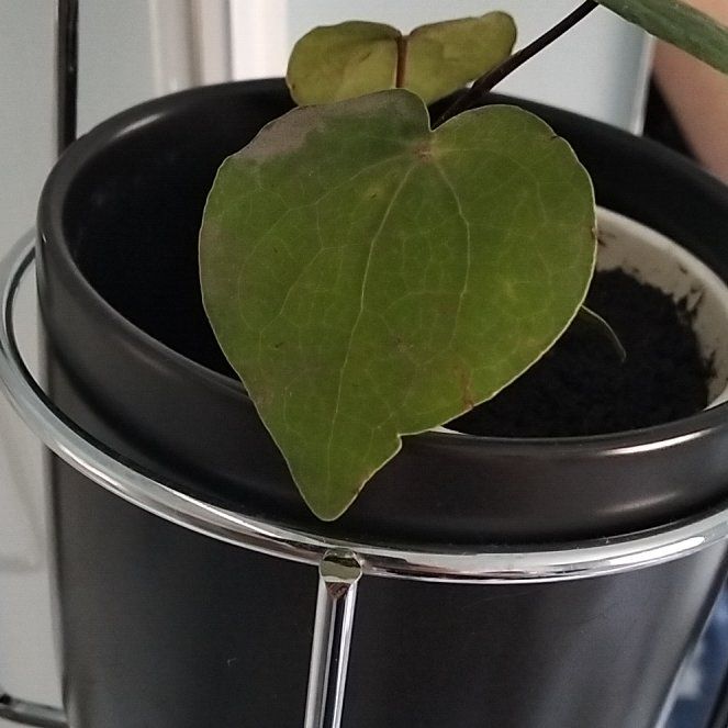 Photo of the plant species kawakawa by @UberMiro93 named Kobe on Greg, the plant care app