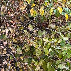 Photo of the plant species Asian Bittersweet by @FabSedeveria32 named Stella on Greg, the plant care app