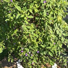 Photo of the plant species Blue Potato Bush by @TopdogBlusher86 named Potato Bush, Blue : Plateau on Greg, the plant care app