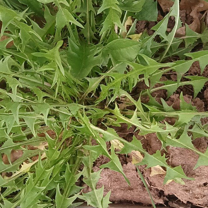 Photo of the plant species Rock Dandelion by @AssuredKawaka85 named Apollo on Greg, the plant care app