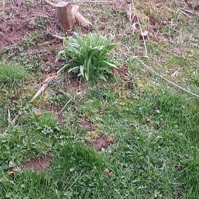 Photo of the plant species Snowdrop by @AssuredKawaka85 named Lebron on Greg, the plant care app