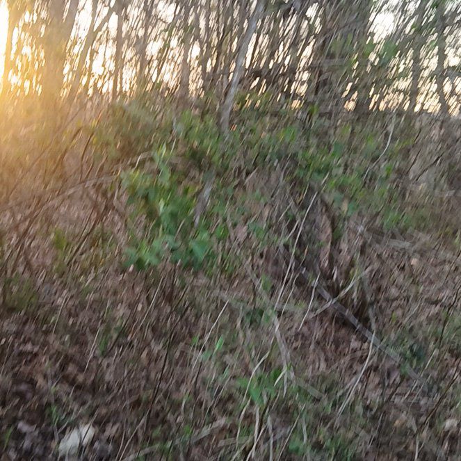 Photo of the plant species Chinese Wolfberry by @AssuredKawaka85 named Forrest on Greg, the plant care app
