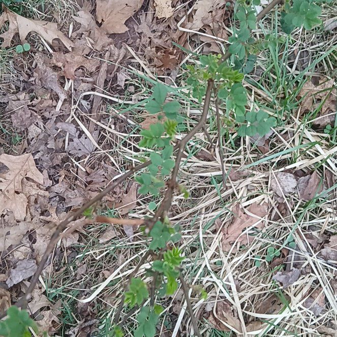 Photo of the plant species Siberian Peashrub by @AssuredKawaka85 named Curie on Greg, the plant care app